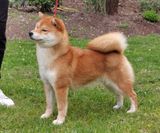 Shiba_Lilly_18 months (5)